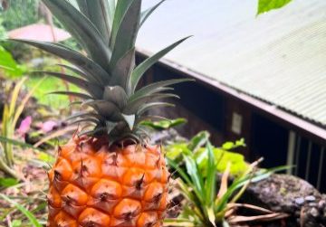 pineapple-plants